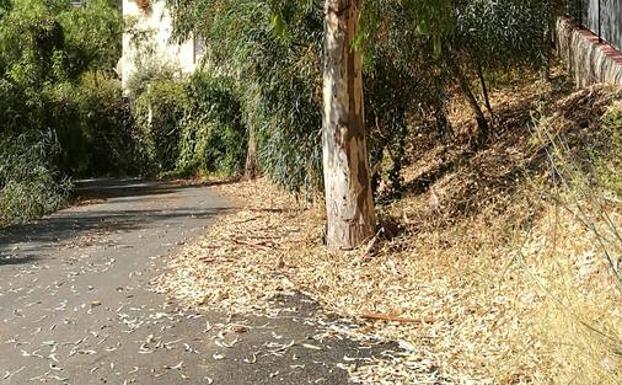 Las hojas cubren las calles