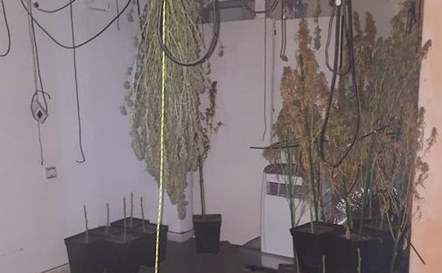 Imagen de la plantación de marihuana.