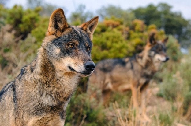 Una pareja de lobos acecha una presa. :: A. Retamero Olmos / efe