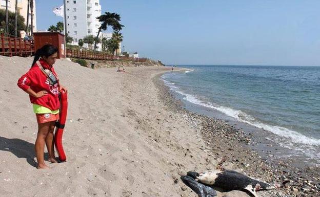 El Aula del Mar estudia las causas de la aparición de 14 delfines muertos en la costa occidental en diez días