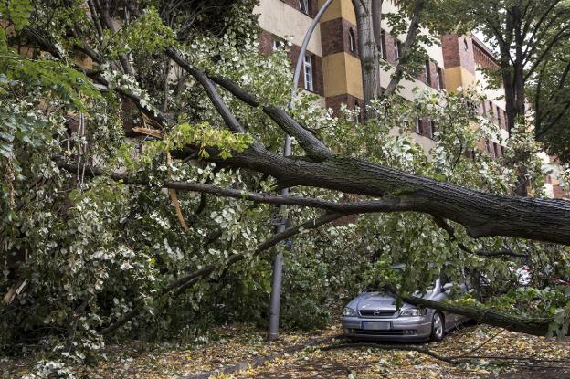 Un árbol caído en un barrio de Berlín, uno de los cientos que fueron derribados o arrancados por el viento del temporal. :: Omer Messinger / EFE/