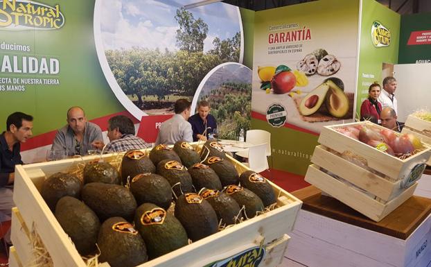 El aguacate y el mango siguen teniendo una gran demanda en los mercados europeos. /Agustín Peláez