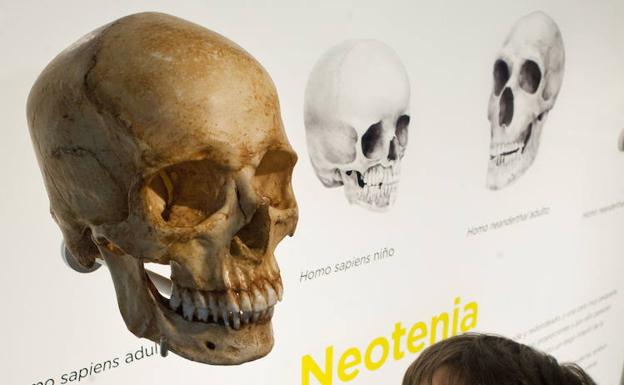 Cráneo de un 'Homo sapiens' en el Museo de la Evolución Humana de Burgos. /Félix Ordóñez