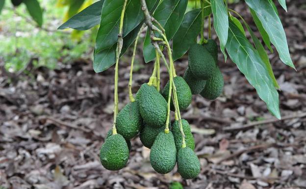 El valor de las exportaciones de aguacates aumenta un 32% en la campaña 2016-2017 y supera los 251 millones de euros