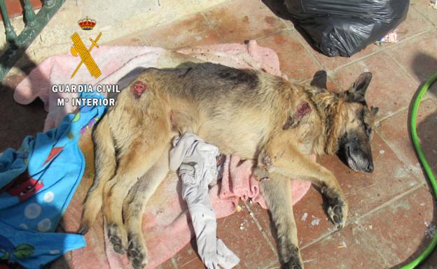 Rescatan a 38 perros en una operación en la Axarquía contra el maltrato animal