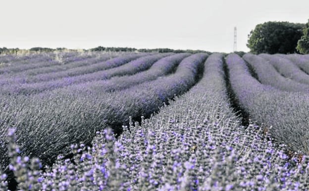 El dinero huele a lavanda