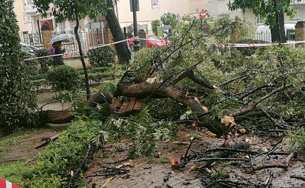 La rama impactó en un banco sin que por fortuna alcanzara a nadie./