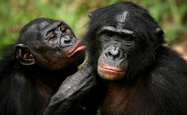 Dos bonobos interactúan en el en un santuario de Kinshasa. /Goran Tomasevic (Reuters)