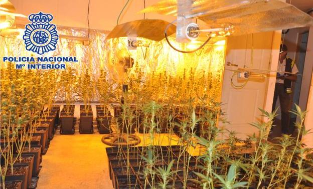 Desmantelan en Rincón de la Victoria dos laboratorios de marihuana