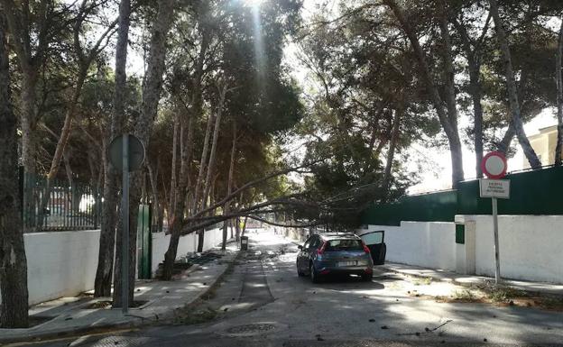 El pino se desplomó sobre el acceso al colegio./SUR