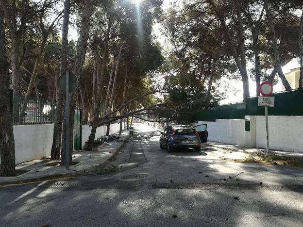 El pino se desplomó sobre el acceso al colegio. :: sur
/