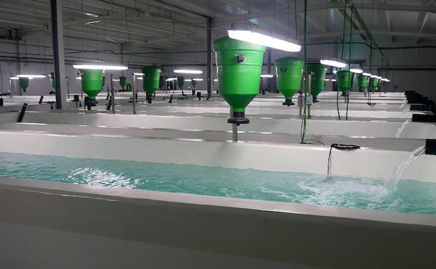 Instalación de Innovaqua en una piscifactoría. /SUR
