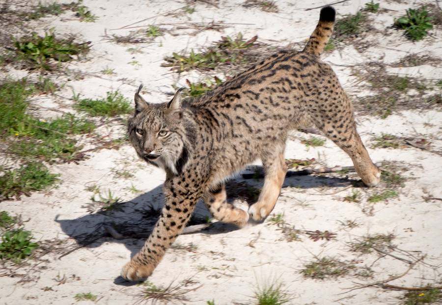 'Eucalipto', un macho de lince ibérico que reside en el Observatorio de Linces de Doñana./ Efe