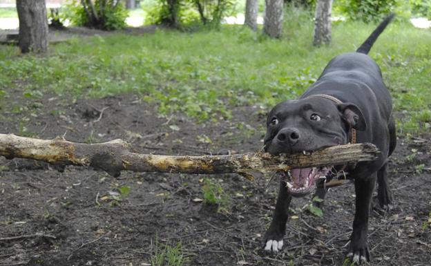 Imagen de archivo de un perro potencialmente peligroso./