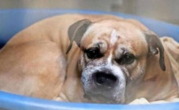 Un perro que mató a una mujer y a su hijo podría salvarse del sacrificio por una petición popular