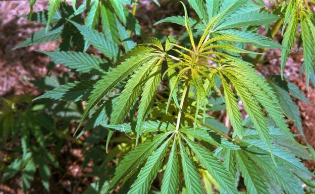 Imagen de archivo de una planta de marihuana./SUR