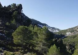 La Sierra de las Nieves alberga esta especie. / SUR/