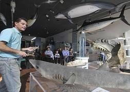 La charla se desarrolló entre varios ejemplares de tiburones disecados. :: Álvaro Cabrera/