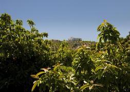 Finca de aguacates. / Sur/