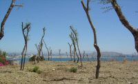 Algeciras: Ya se han plantado 16.000 metros del parque del Centenario/