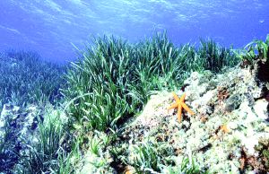 POSIDONIA OCEÁNICA. Crea ricos bosques de vegetación marina, en la que se cobijan decenas de especies, se aparean y desovan./