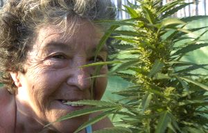 CULTIVADORA. Fernanda mantiene en su finca una pequeña plantación de marihuana para consumo propio. / FRANCIS SILVA/