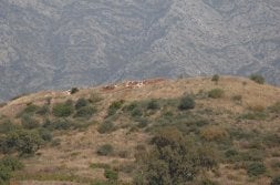 La zona protegida está ubicada entre Marbella y Benahavís. / JOSELE-LANZA/