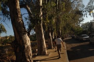 Ejemplares de eucaliptos infectados por el 'písido del escudo' en la zona de Guadalmina./ JOSELE-LANZA/
