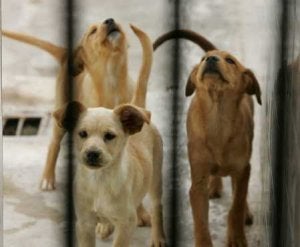 El número de abandono de perros se ha incrementado por las dificultades económicas para atenderlos. ::
SUR/