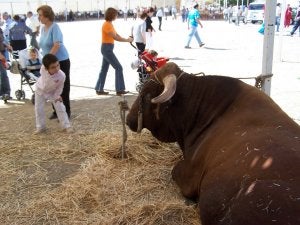 Un buey reposa en Tapia.
:: A. F./