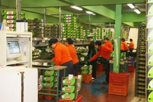 Trops, que ha comercializado la mitad de la cosecha de mangos, ha facturado 8,5 millones de euros. ::
SUR/