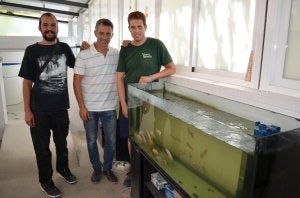 Alejandro Beltrán, Juan Antonio López y Álvaro Atencia, junto a los acuarios en las que se reproducen las tilapias en Torrox. ::
E. CABEZAS/