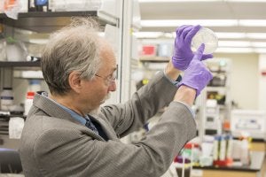 El científico Jef Boeke muestra la primera levadura con un cromosoma sintético. ::
NYU LANGONE MEDICAL CENTER/
