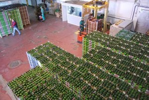 La cooperativa se trasladó hace dos años a unas nuevas instalaciones, con 14.200 metros cuadrados. :: E. C./