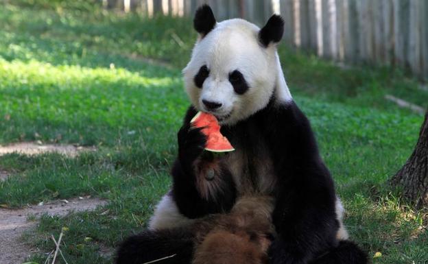 China Abrira Su Primer Parque Nacional De Osos Panda Gigante Diario Sur