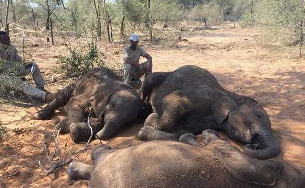 Guarda forestal con algunos de los elefantes muertos sin colmillos./Elephants Without Borders