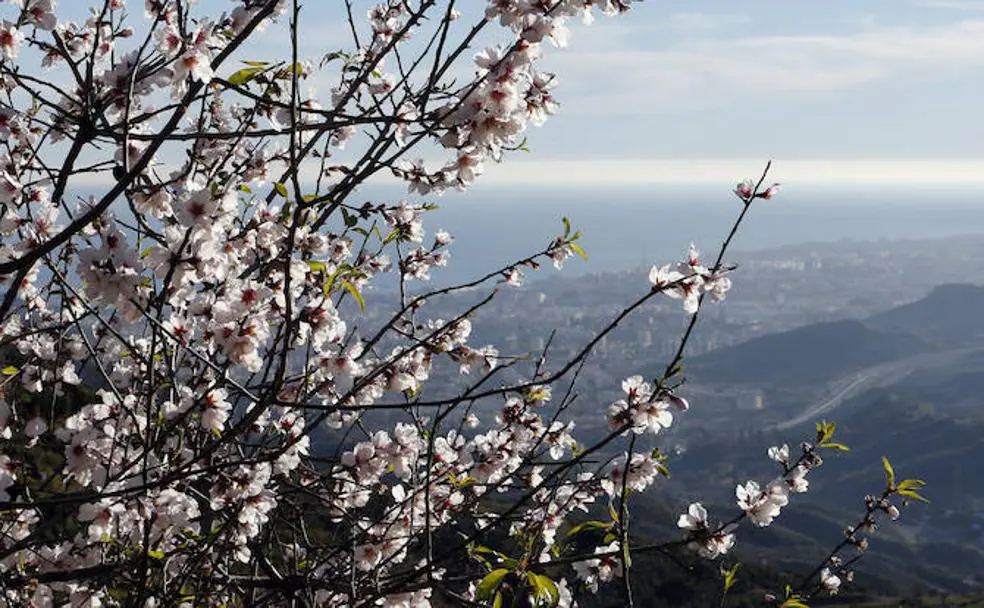 El buen tiempo adelanta la flor del almendro en Málaga | Diario Sur