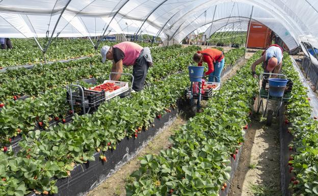 El Oro Rojo De Huelva En El Punto De Mira Diario Sur