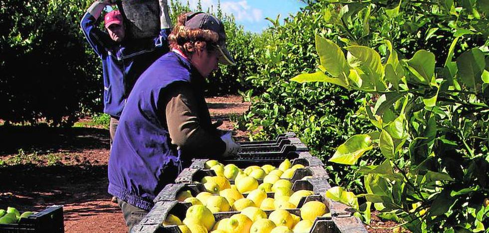 Málaga, la mayor productora de limón de Andalucía 2 Málaga, la mayor productora de limón de Andalucía 2