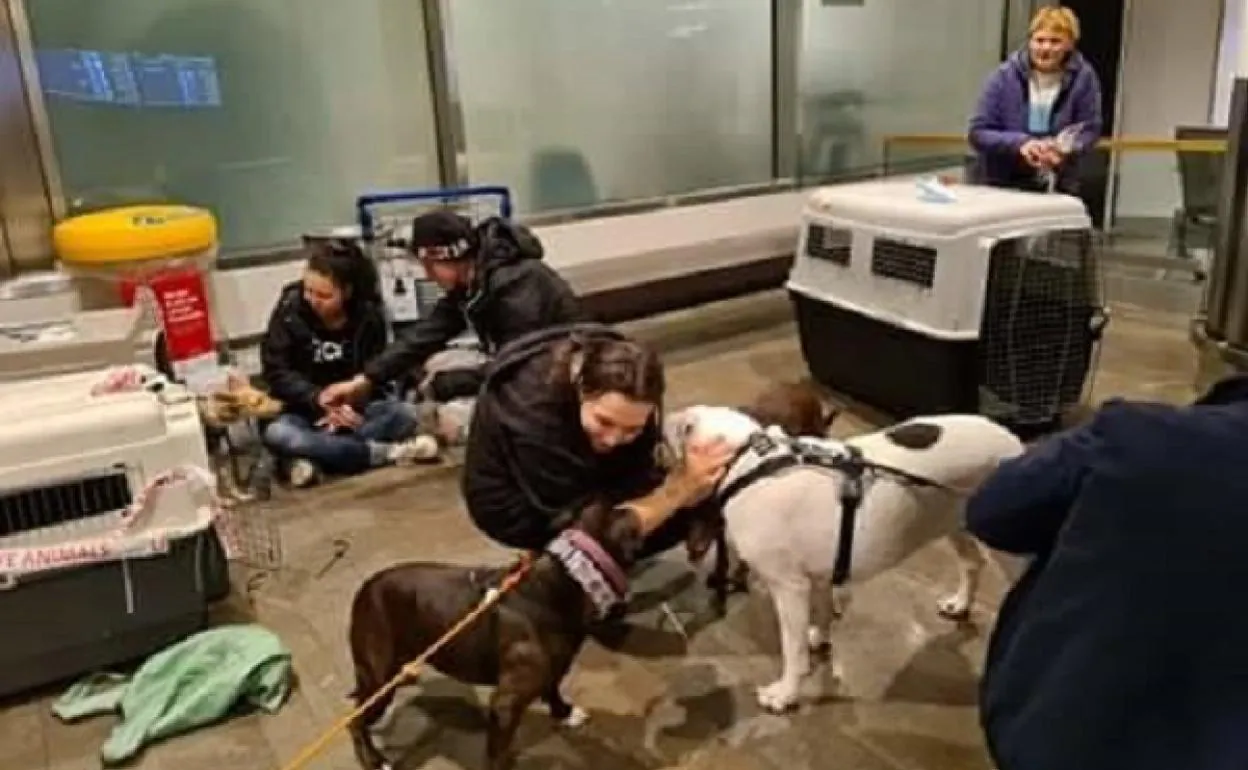 Una ONG de Suecia familias para decenas de perros abandonados en Málaga | Diario Sur