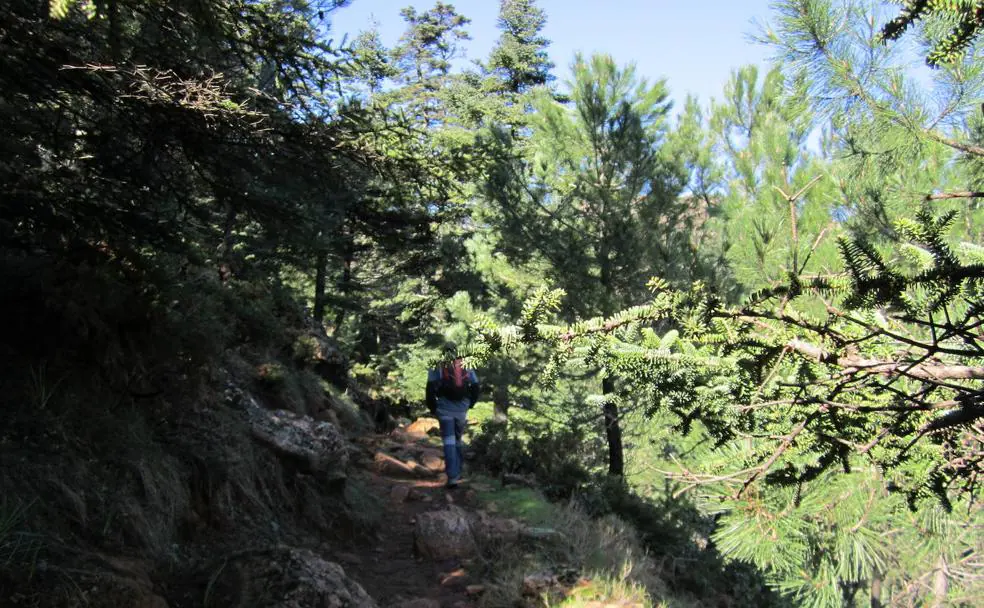 Pinsapar de los Reales de Sierra Bermeja./