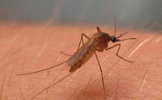 La picadura de un mosquito causa la enfermedad del virus del Nilo. 