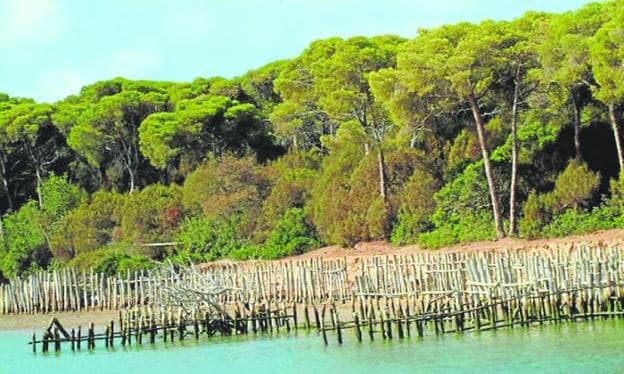 Uno de los humedales del Parque Nacional de Doñana.  sur