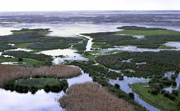 Imagen de las marismas del espacio natural de Doñana.