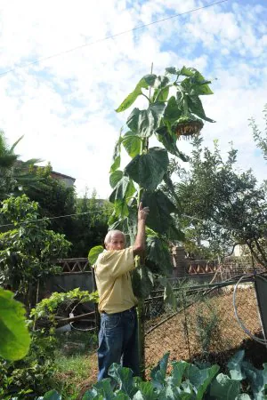 El girasol más cercano a 'lorenzo' | Diario Sur